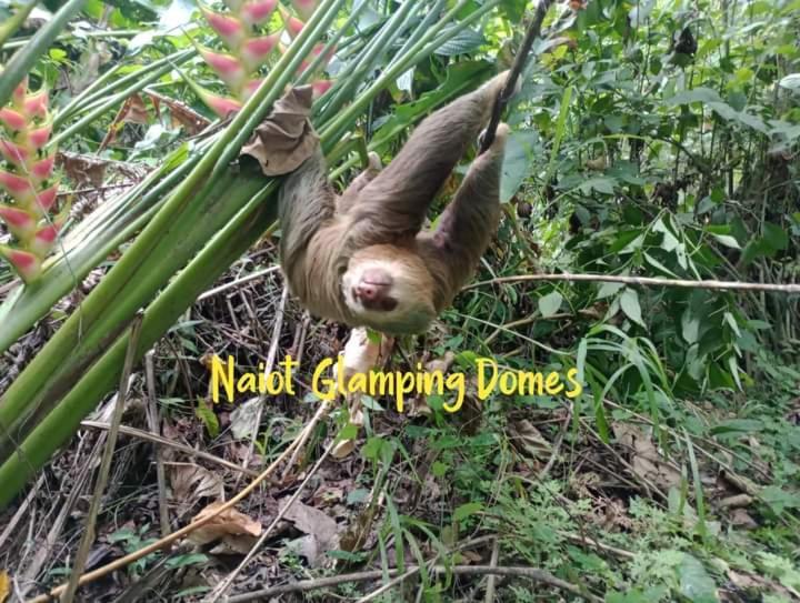 GuápilesGlamping Naiothアパートメント エクステリア 写真