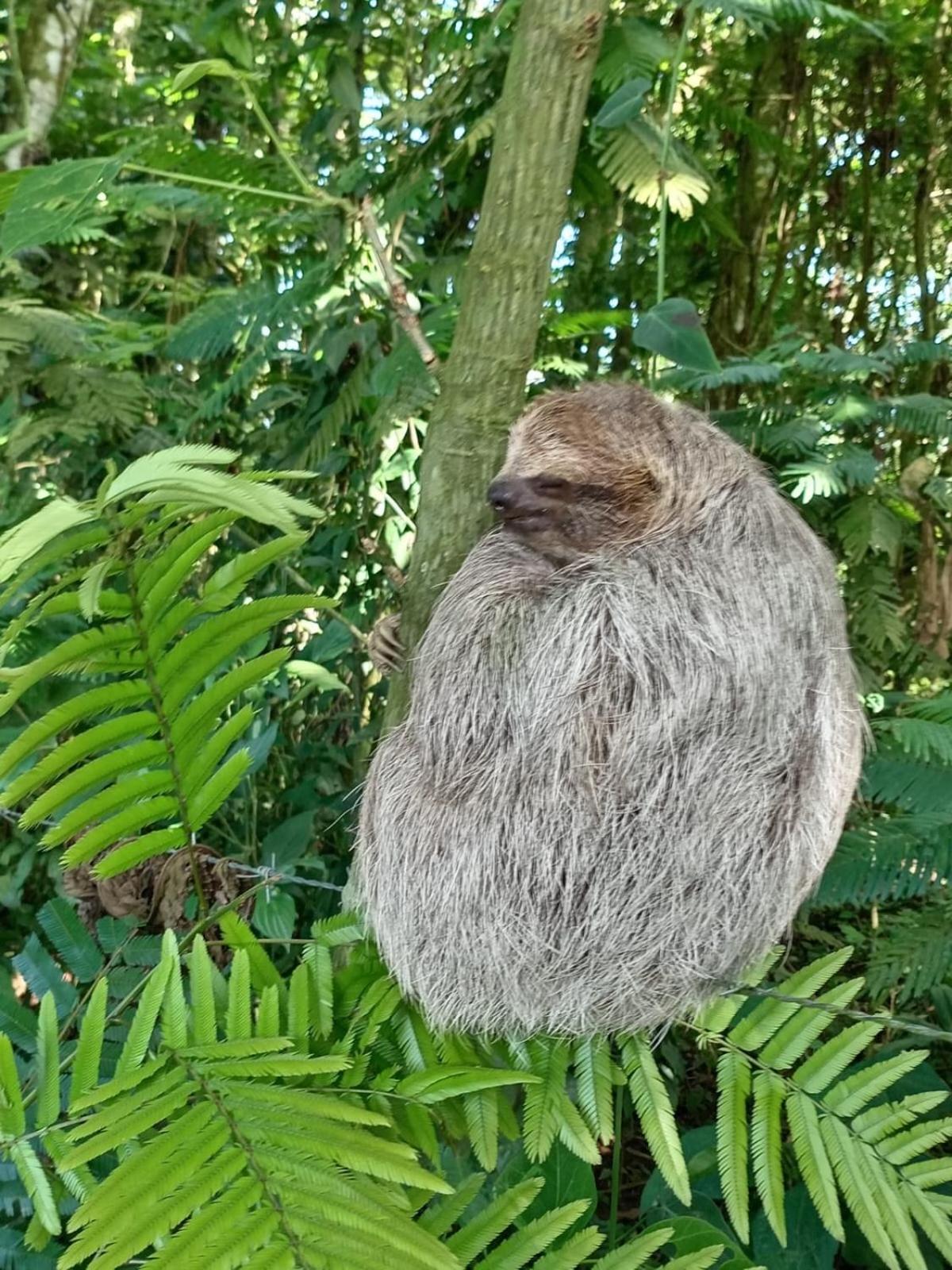 GuápilesGlamping Naiothアパートメント エクステリア 写真